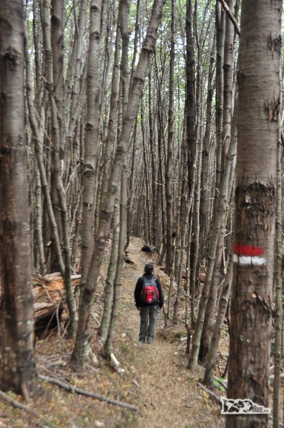 Marcações na trilha para o Glaciar do rio Mosco, em Villa O'Higgins, no sul do Chile